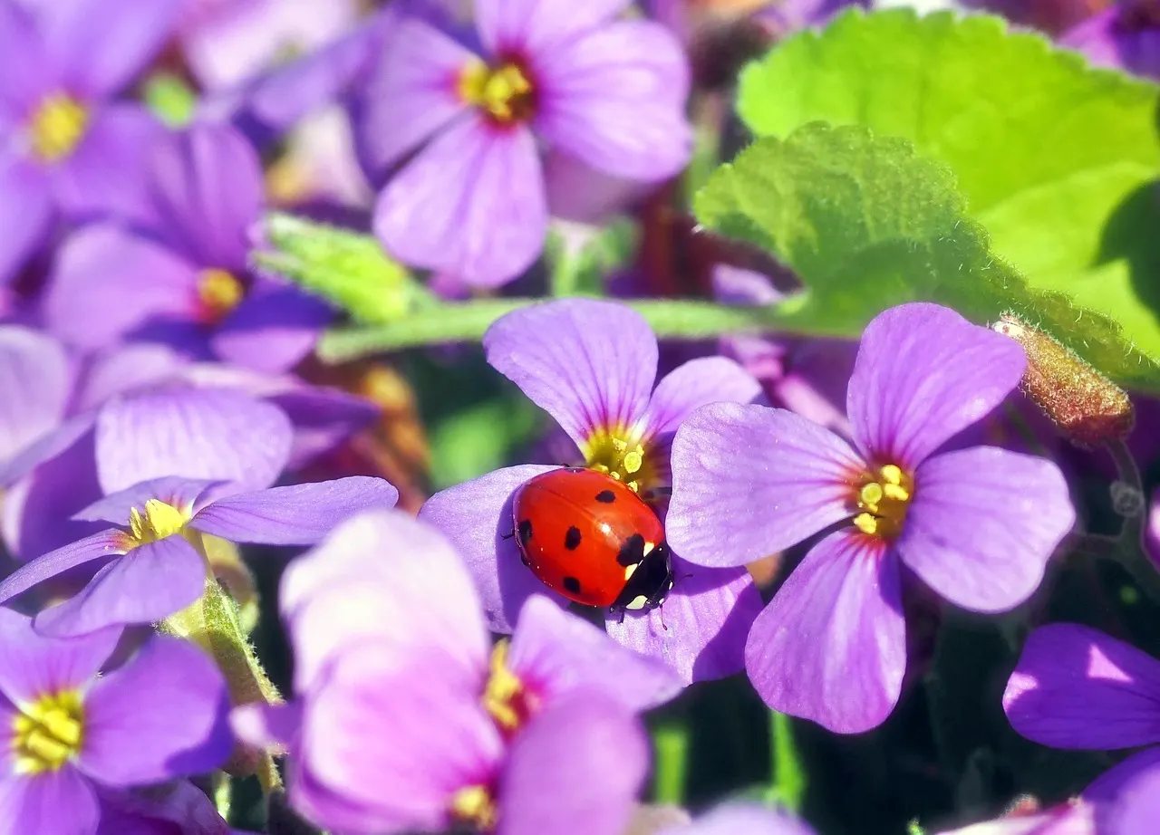 Violette Blumen mit einem Marienkäfer darauf